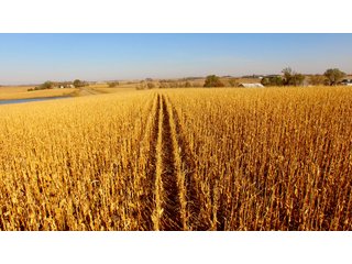 Tract 10 - LAND AUCTION - 664+/- ACRES OFFERED IN 17 TRACTS IN CASS CO., NEBRASKA